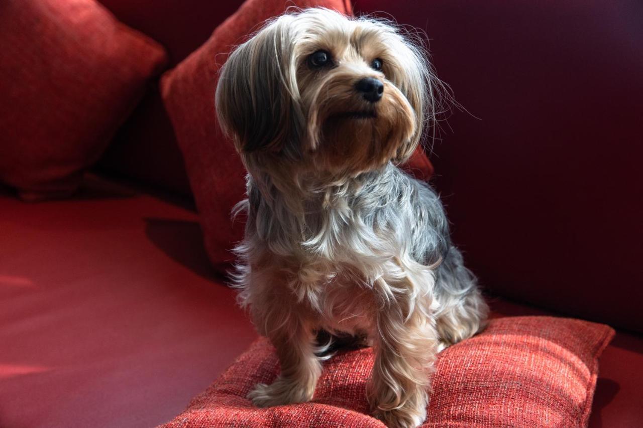 ジュメイラ クリークサイド ホテル ドバイ エクステリア 写真 Yorkshire Terrier