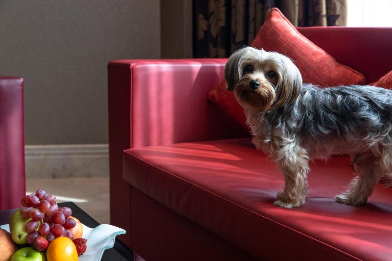 ジュメイラ クリークサイド ホテル ドバイ エクステリア 写真 A Biewer Terrier